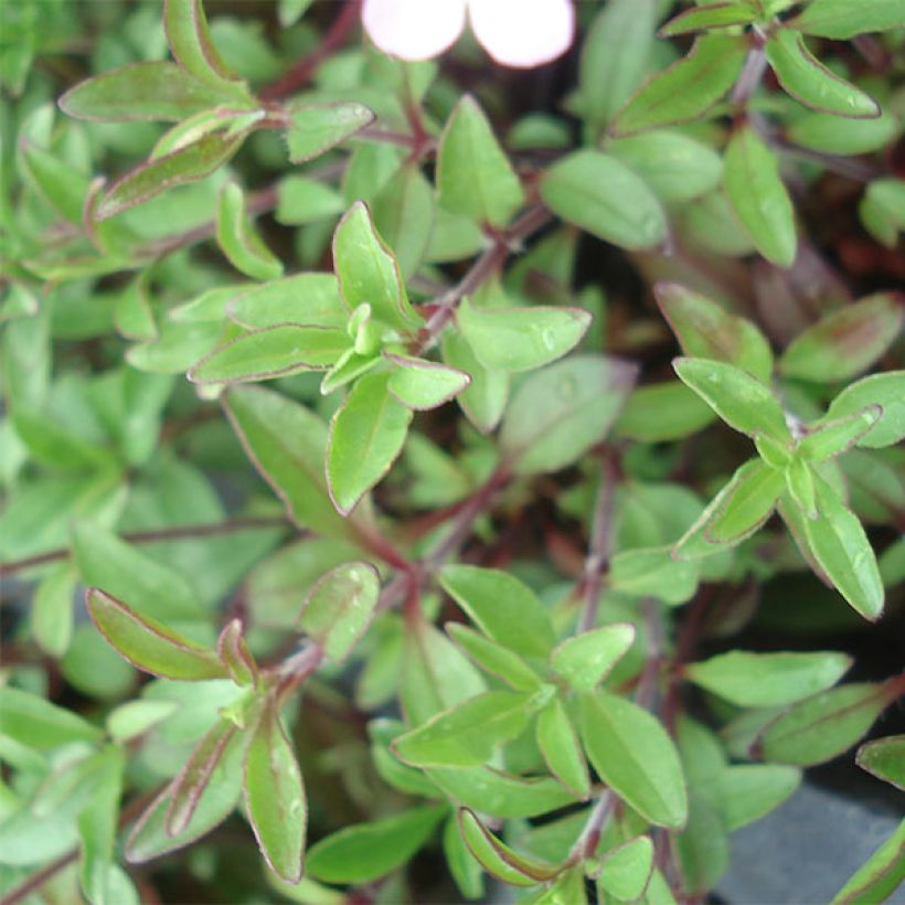 Saponaria ocymoides - Jabonera rocosa (Follaje)