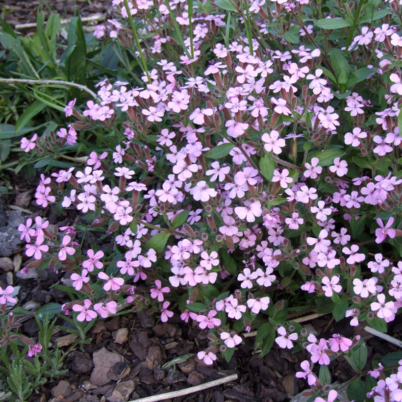 Saponaria ocymoides - Jabonera rocosa (Floración)