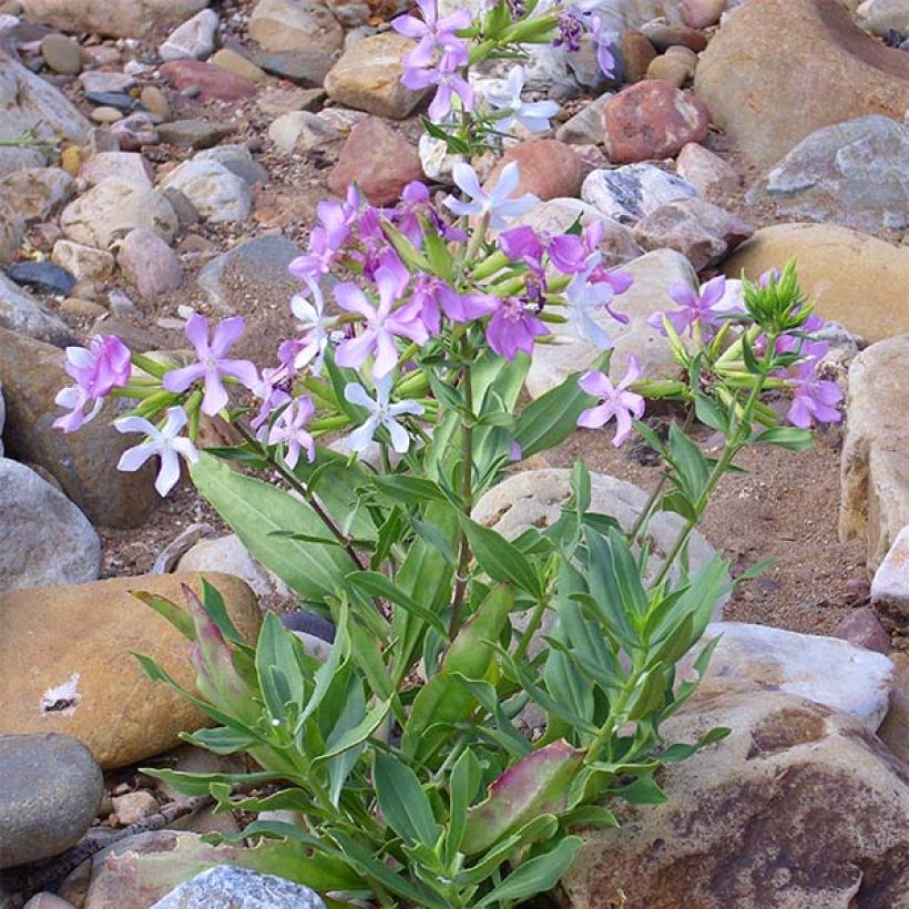 Saponaria officinalis - Saponaria (Porte)