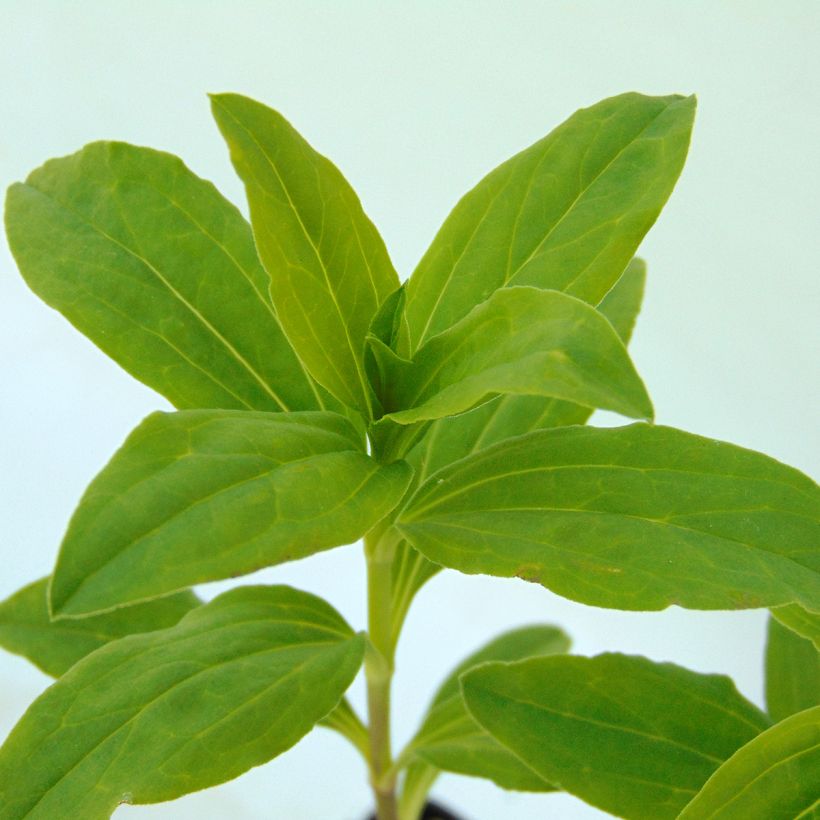 Saponaria officinalis Alba Plena - Saponaria (Follaje)