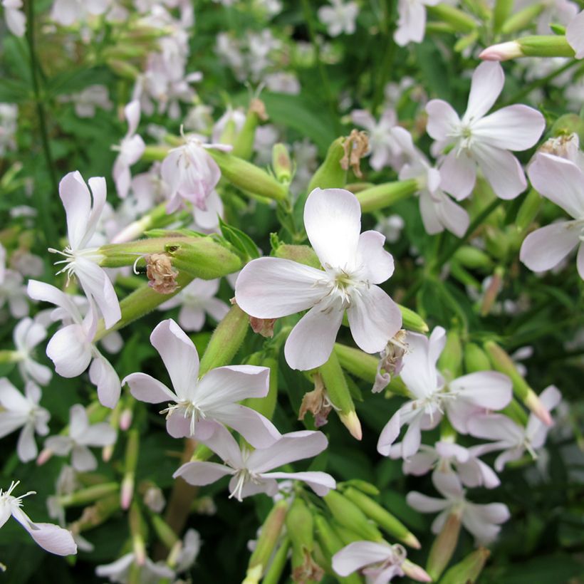 Saponaria officinalis - Saponaria (Floración)