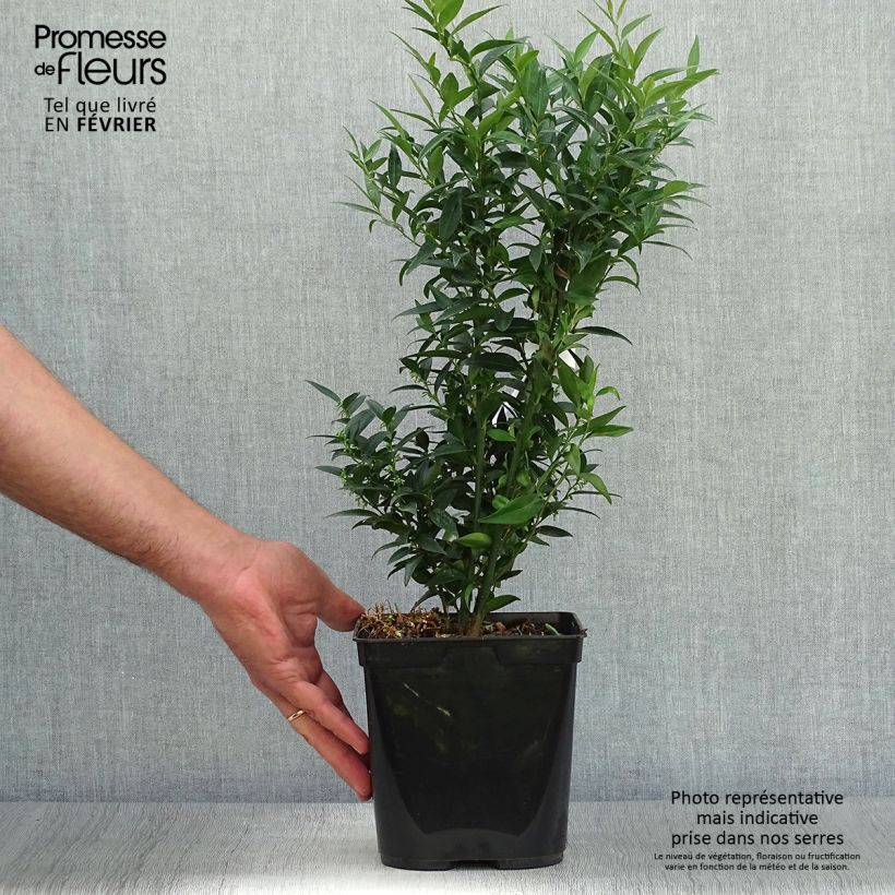 Ejemplar de Sarcococca Dragon's gate Pot de 3L/4L entregado en otoño