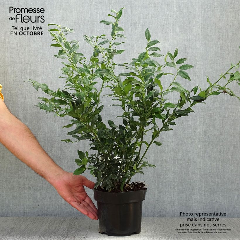 Ejemplar de Sarcococca confusa Pot de 2L/3L entregado en otoño