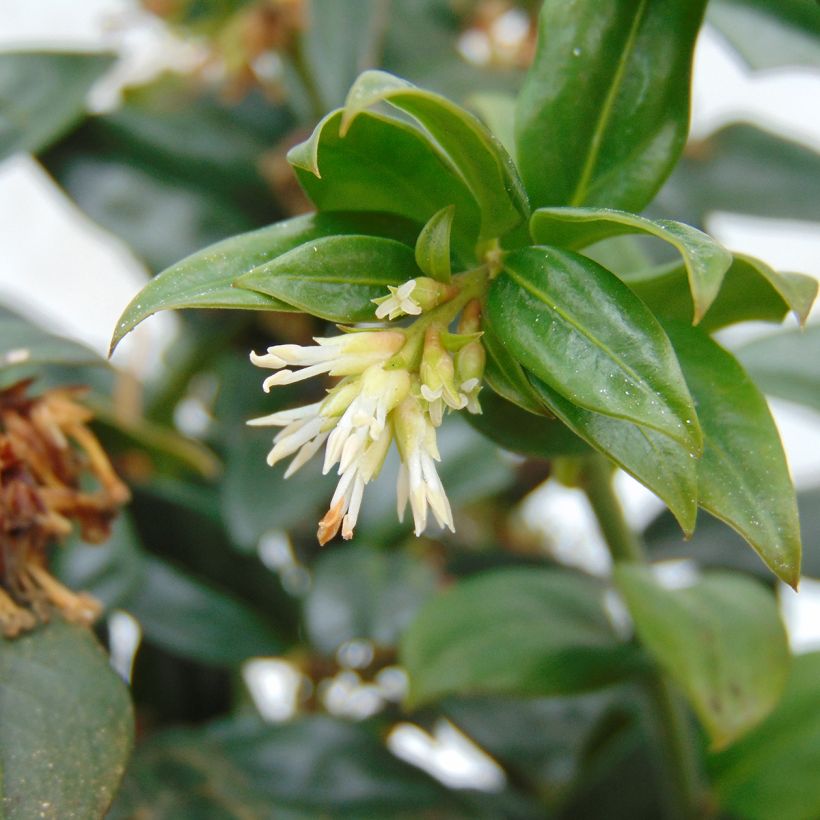 Sarcococca hookeriana - Sarcococa (Floración)