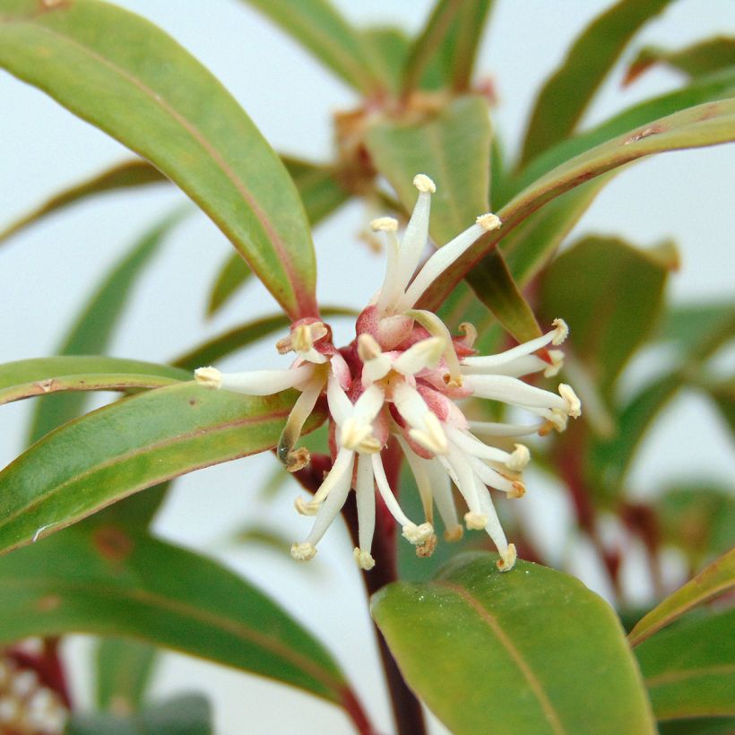 Sarcococca hookeriana var. digyna (Floración)