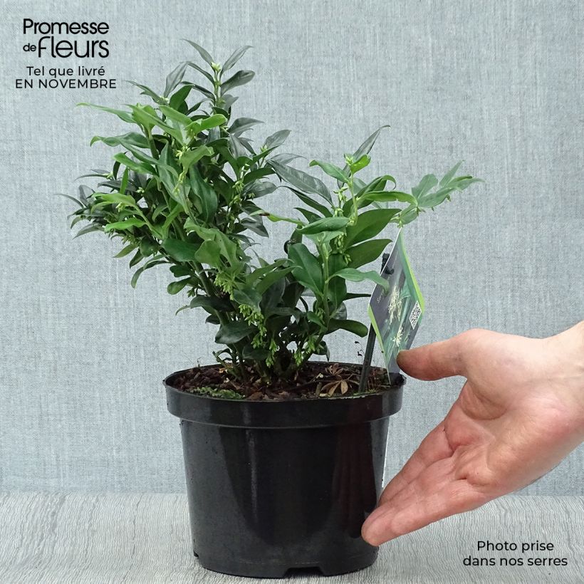 Ejemplar de Sarcococca hookeriana Pot de 1L/1,5L entregado en otoño