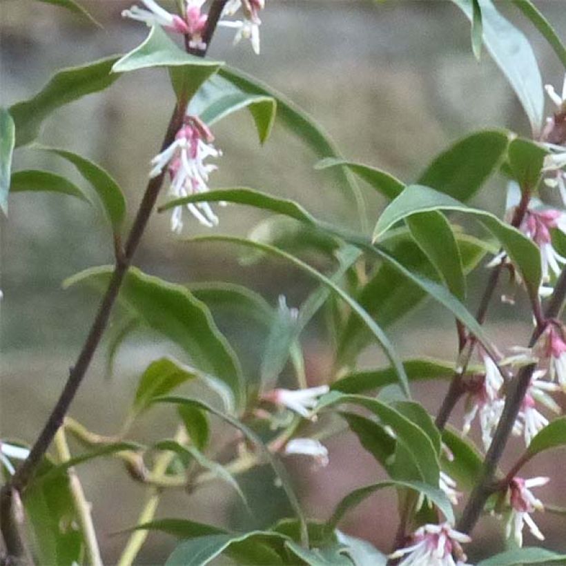 Sarcococca hookeriana var. digyna Purple Stem (Follaje)