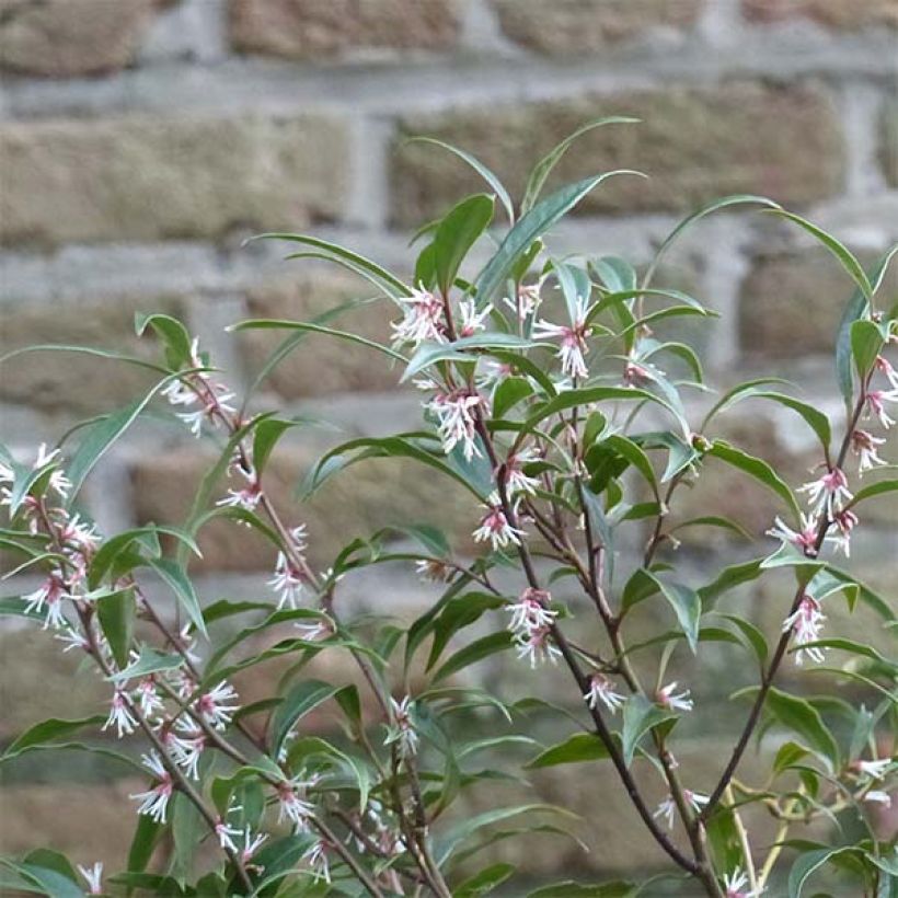 Sarcococca hookeriana var. digyna Purple Stem (Floración)