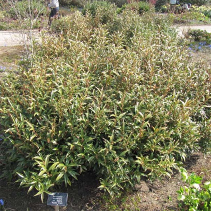 Sarcococca hookeriana var. digyna Purple Stem (Porte)