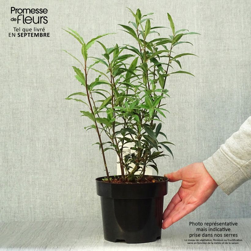 Ejemplar de Sarcococca hookeriana Purple Stem en pot de 2/3L entregado en otoño