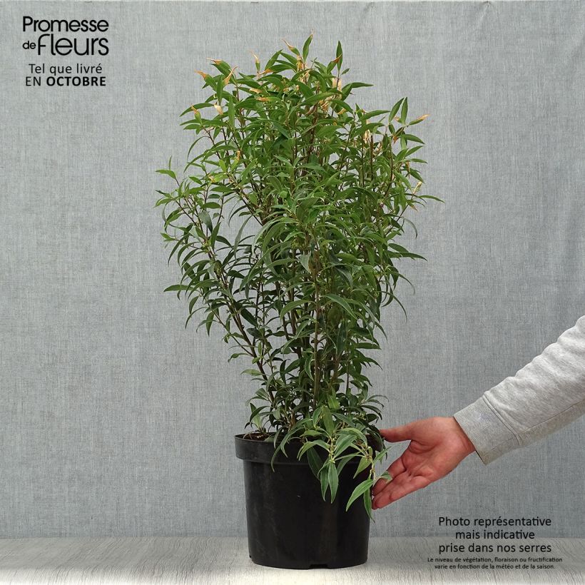 Ejemplar de Sarcococca hookeriana Purple Stem en pot de 7,5l/10l entregado en otoño