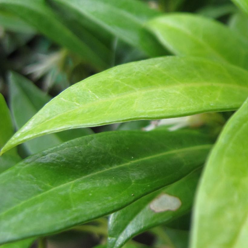 Sarcococca hookeriana var. humilis - Sarcococa (Follaje)