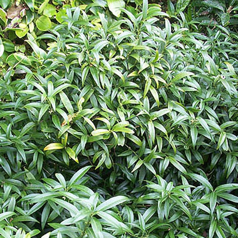 Sarcococca hookeriana var. humilis - Sarcococa (Porte)