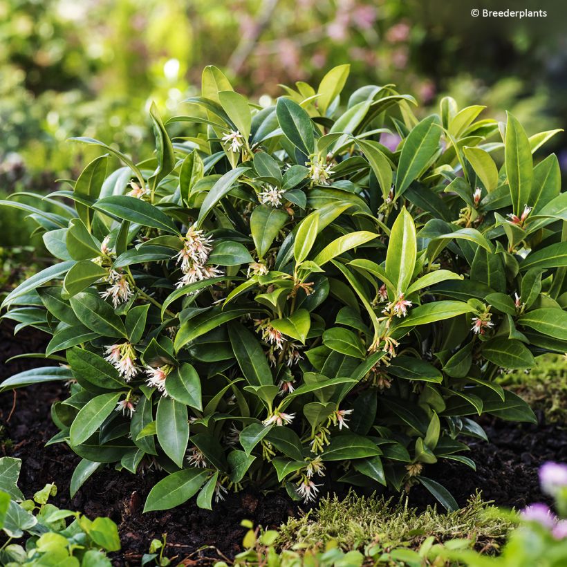 Sarcococca hookeriana var. humilis Fragrant Mountain (Porte)