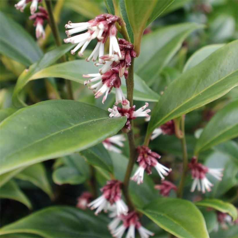 Sarcococca orientalis (Follaje)