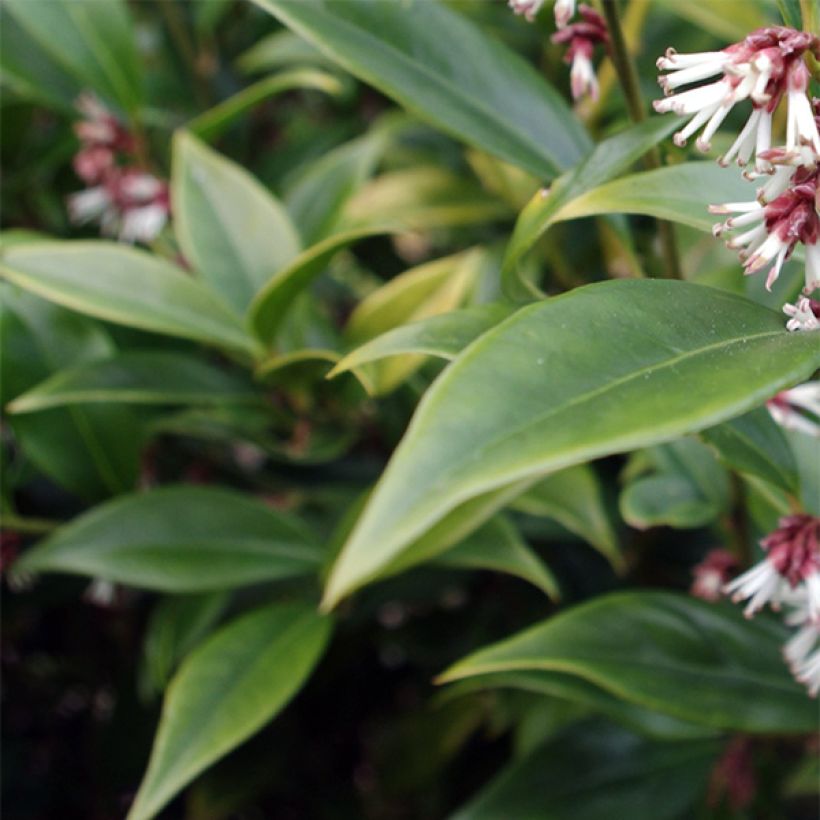 Sarcococca orientalis (Floración)