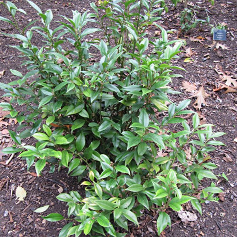 Sarcococca orientalis (Porte)