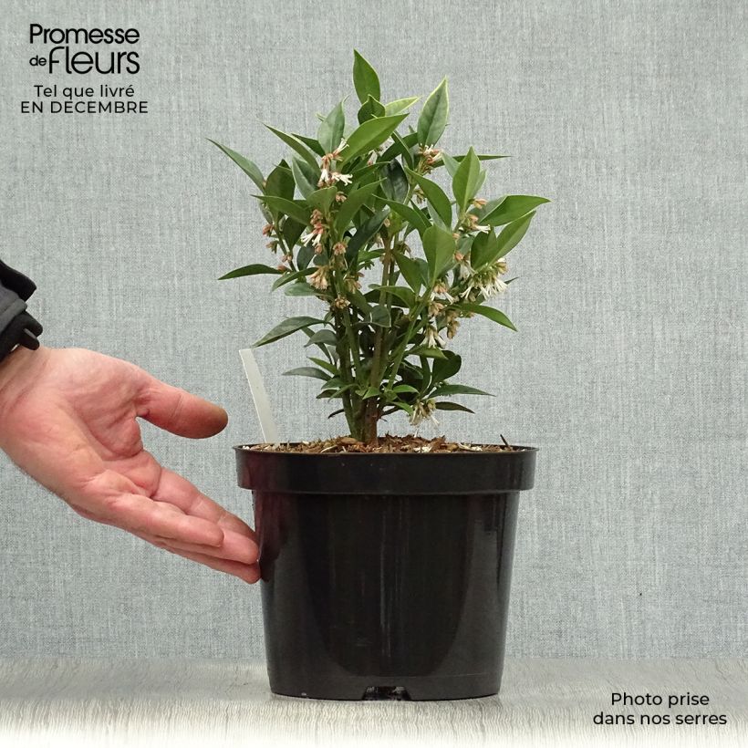 Sarcococca orientalis - Sarcocoque d'Orient Pot de 2L/3L Ejemplar entregado en invierno