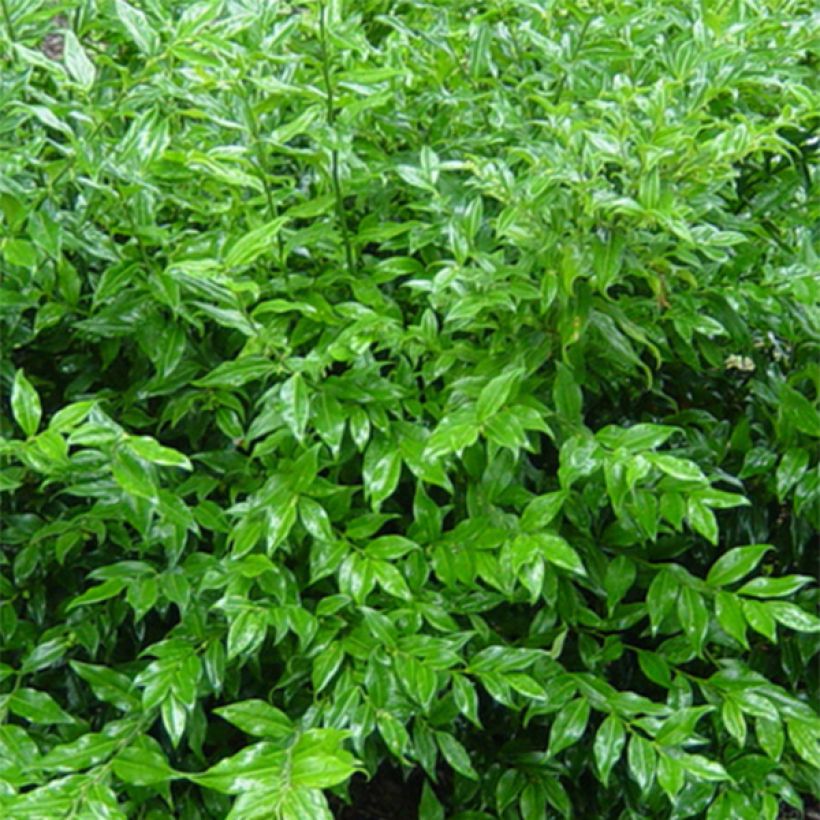 Sarcococca ruscifolia (Follaje)