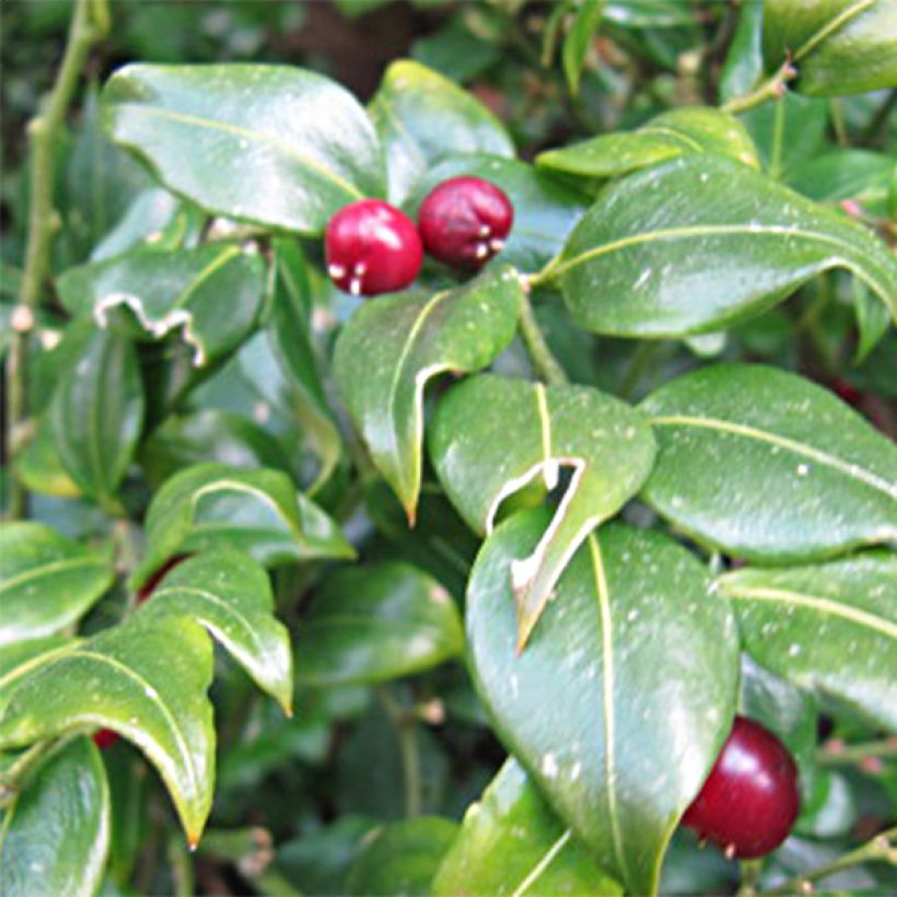 Sarcococca ruscifolia (Floración)