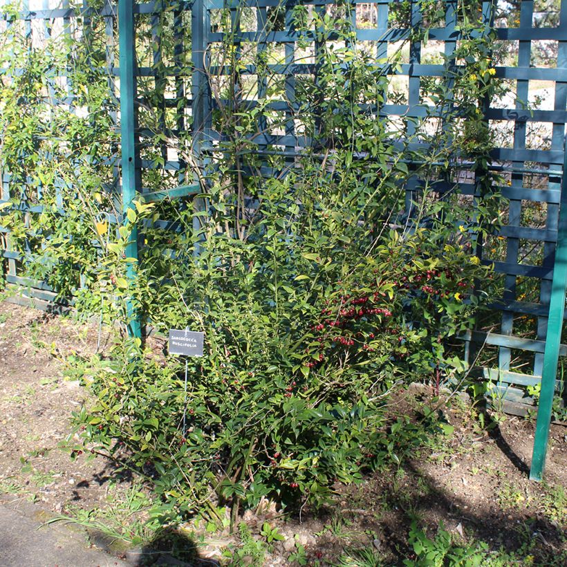 Sarcococca ruscifolia (Porte)