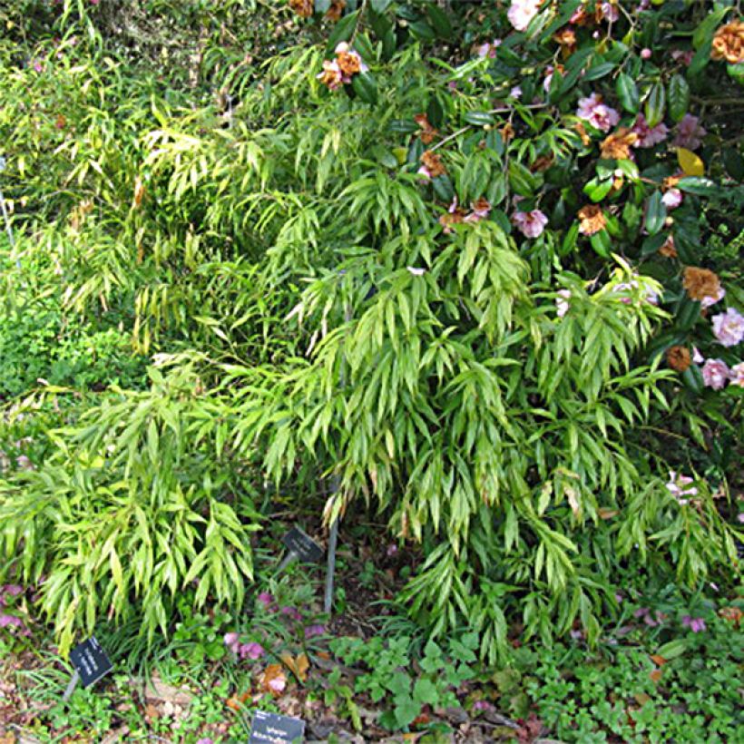 Sarcococca saligna (Follaje)