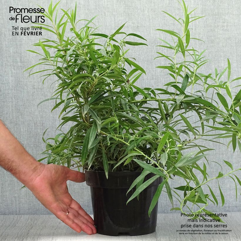 Ejemplar de Sarcococca saligna - Sarcocoque à feuilles de saule Pot de 2L/3L entregado en otoño