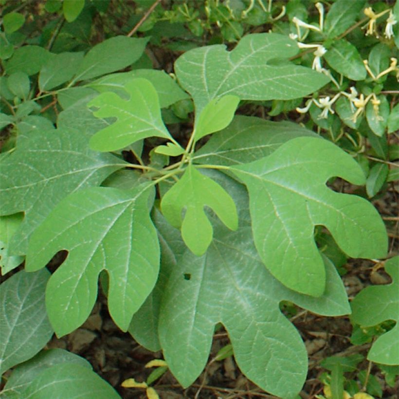 Sassafras albidum - Árbol del Sasafrás (Follaje)