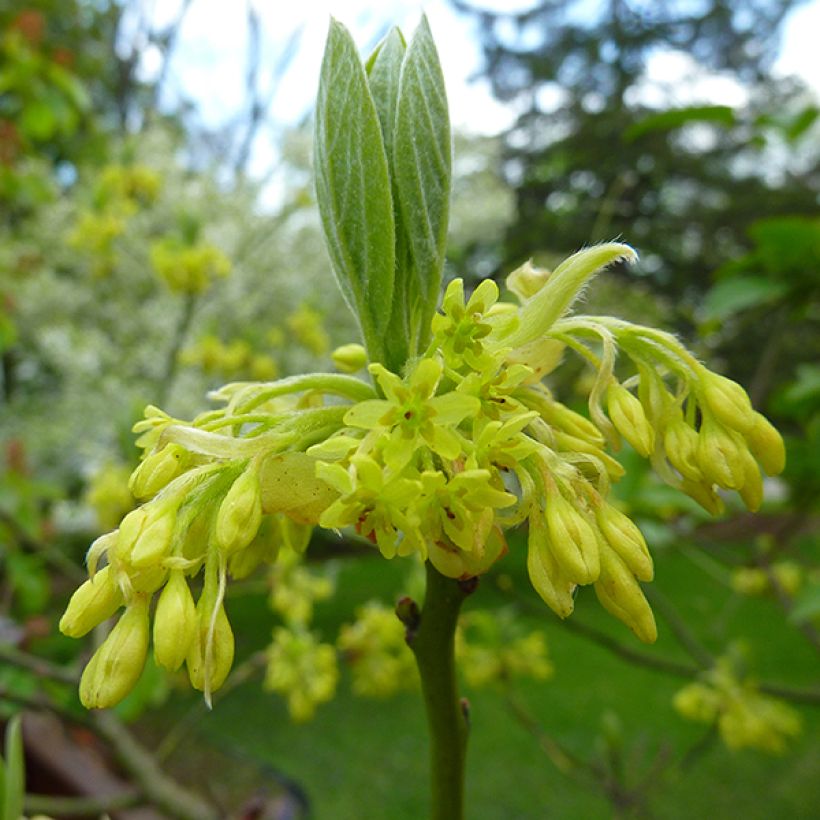 Sassafras albidum - Árbol del Sasafrás (Floración)