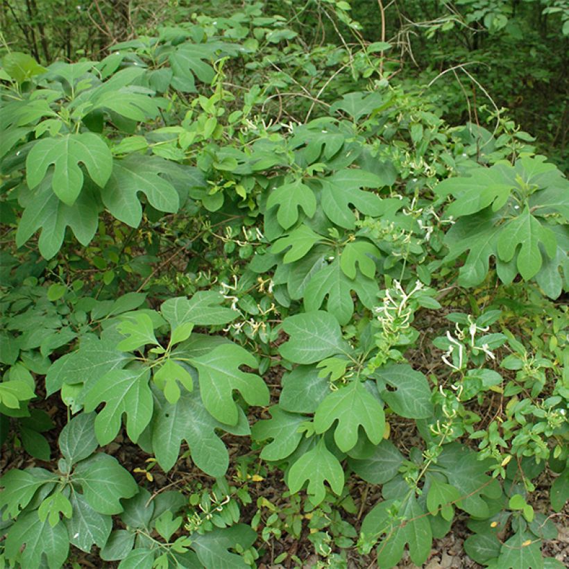 Sassafras albidum - Árbol del Sasafrás (Porte)