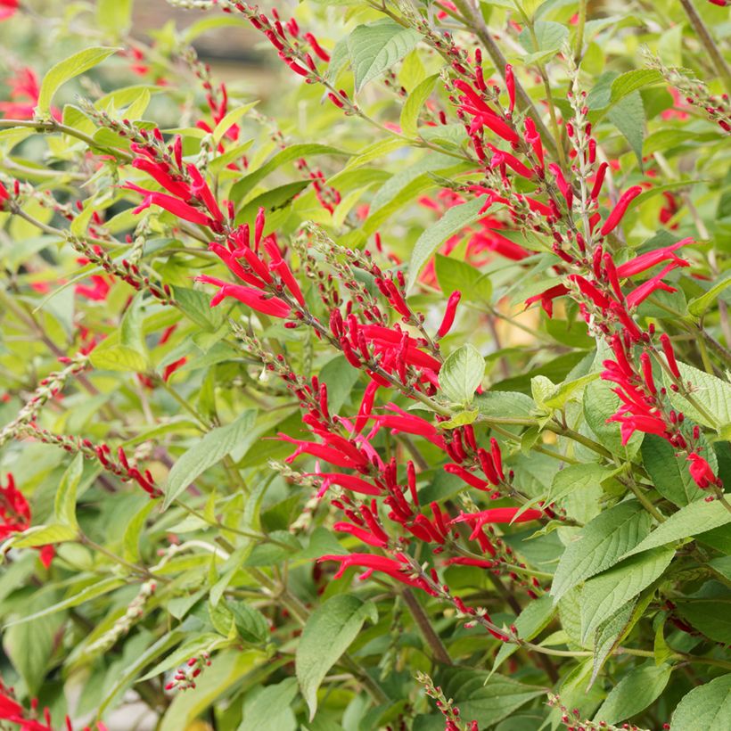 Salvia piña Ananas (Floración)