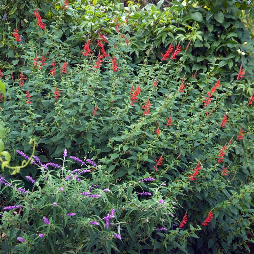 Salvia piña Ananas (Porte)