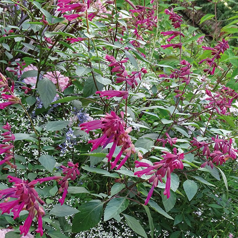 Salvia buchananii Love and Wishes (Porte)