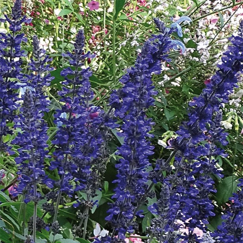 Salvia Big Blue (Floración)