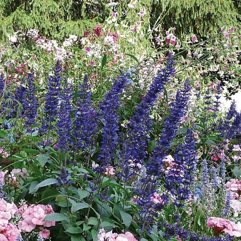 Salvia Big Blue (Porte)