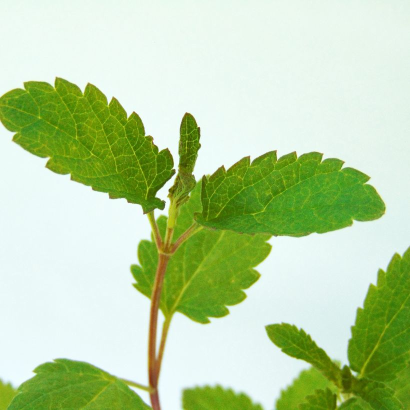 Salvia uliginosa - Salvia celeste (Follaje)