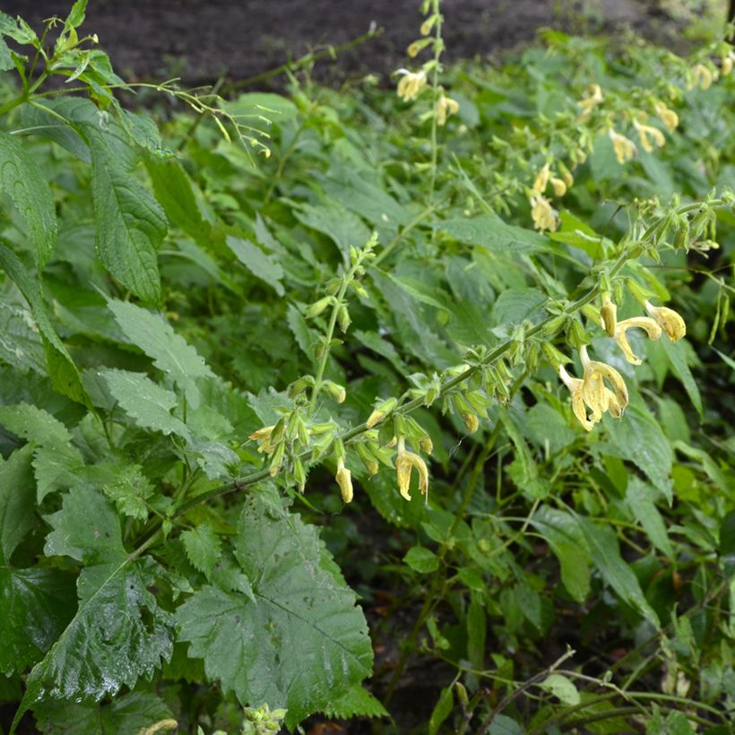 Salvia glutinosa (Porte)