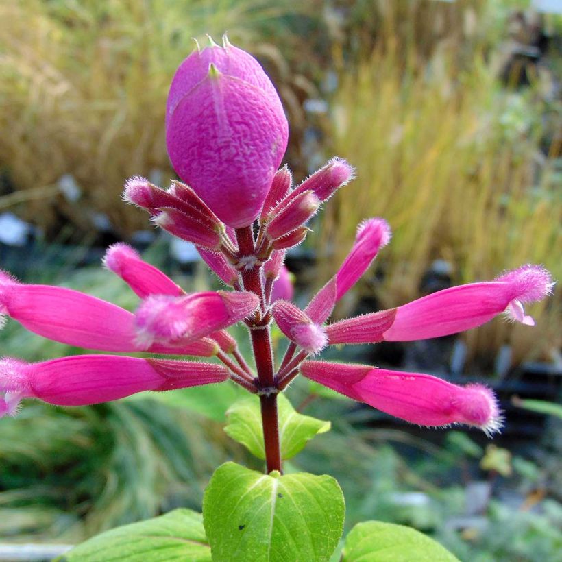 Salvia involucrata Bethelii (Floración)