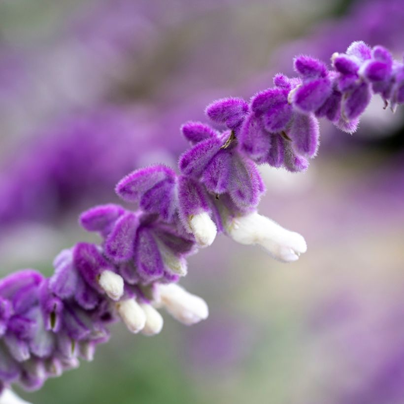 Salvia leucantha - Salvia rabo de gato (Floración)