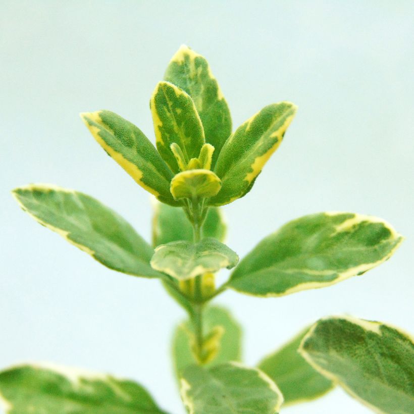 Salvia microphylla Caramba - Salvia rosa (Follaje)