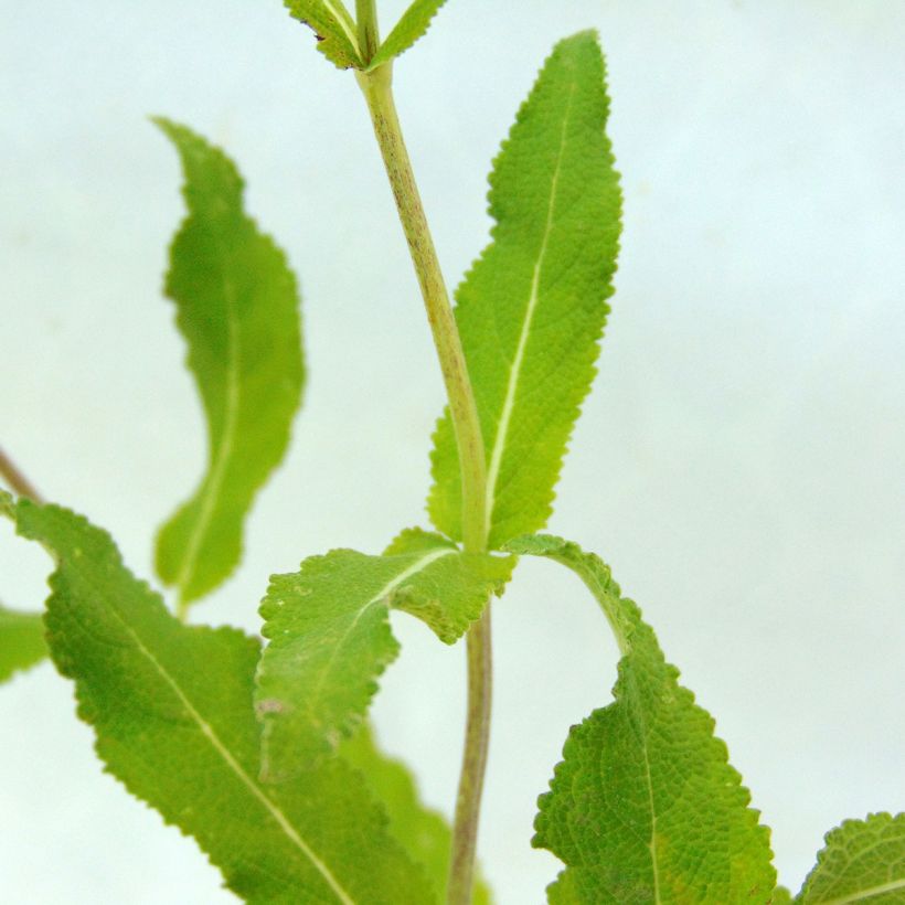 Salvia nemorosa Amethyst (Follaje)