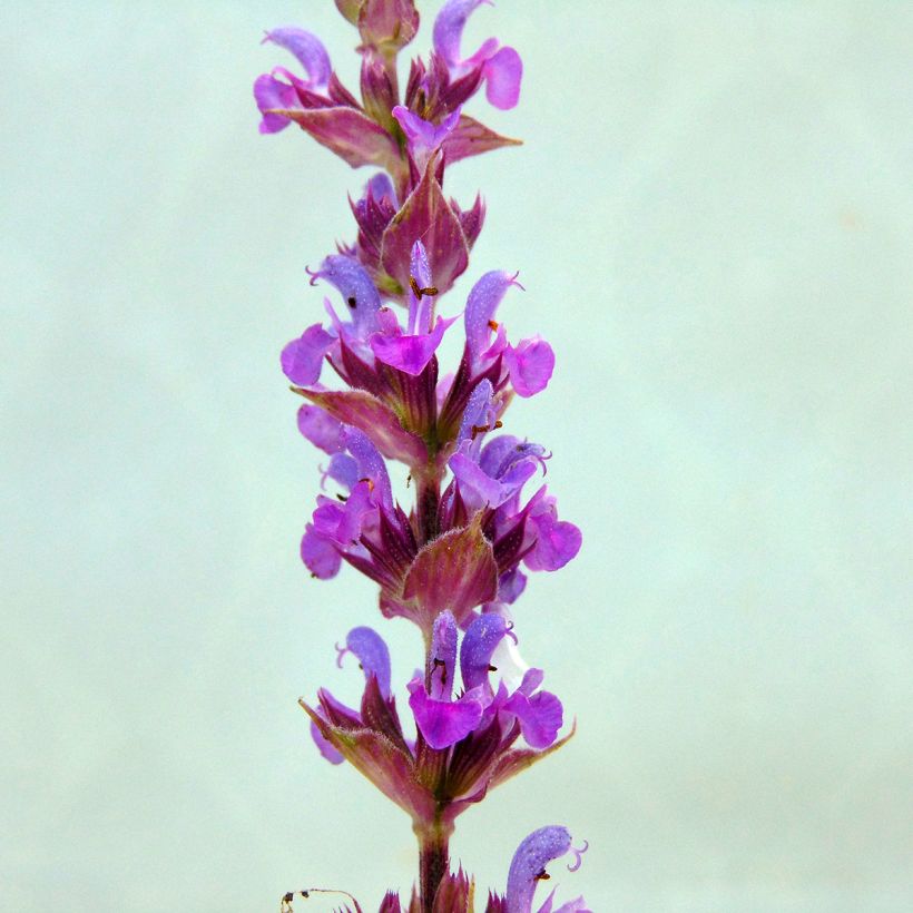 Salvia nemorosa Amethyst (Floración)