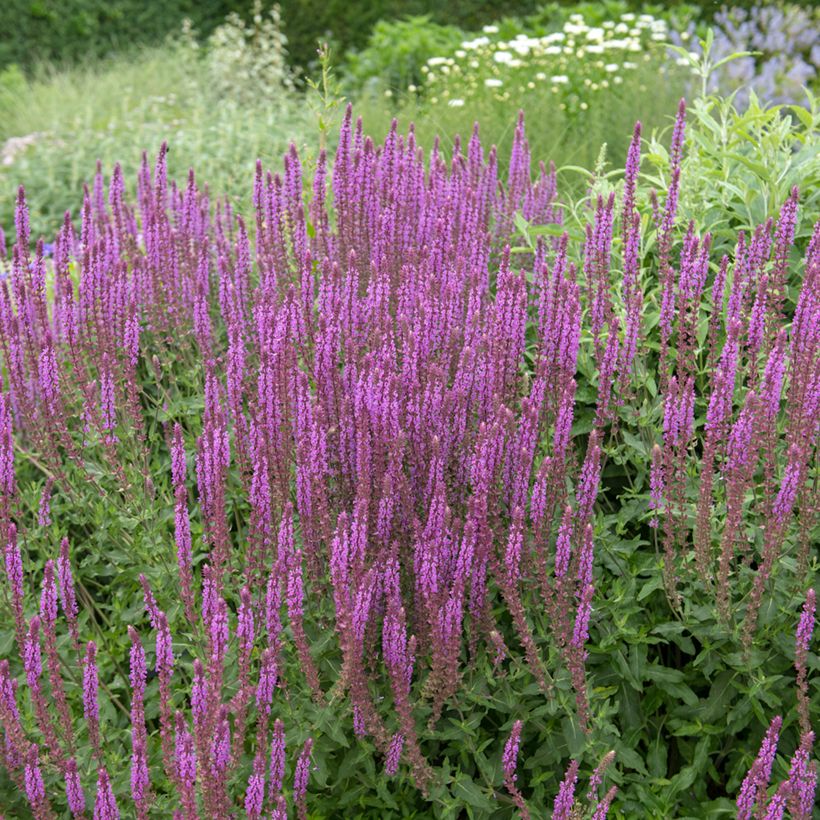 Salvia nemorosa Amethyst (Porte)