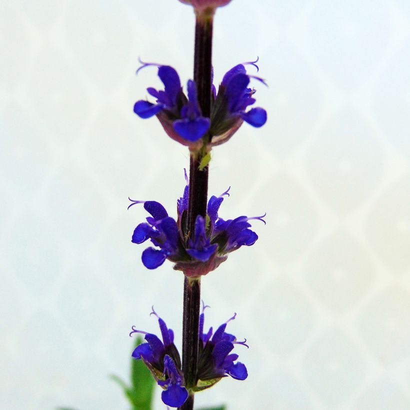 Salvia nemorosa Caradonna (Floración)