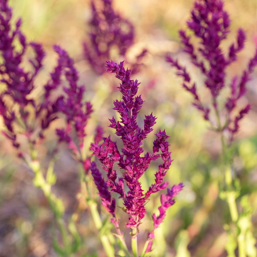 Salvia nemorosa Schwellenburg (Floración)