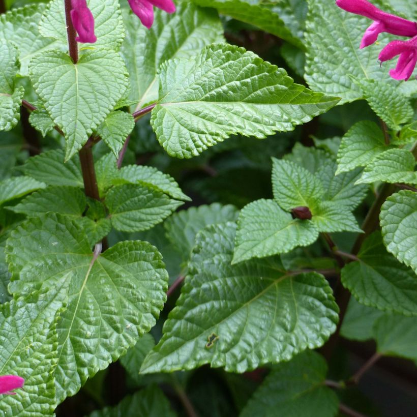 Salvia guaranitica-hybride Rockin' Fucsia - Salvia azul (Follaje)