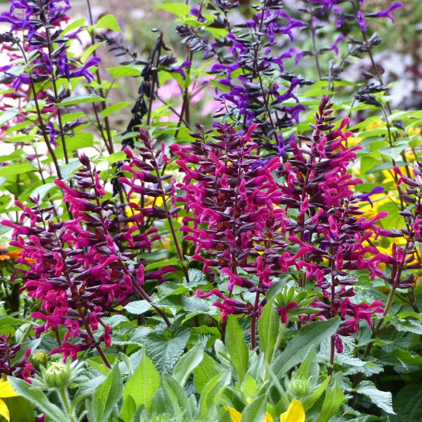 Salvia guaranitica-hybride Rockin' Fucsia - Salvia azul (Porte)