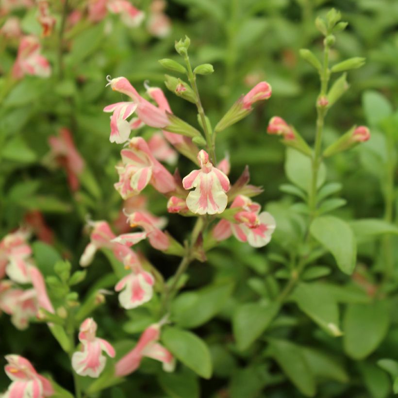 Salvia jamensis Belle de Loire (Floración)