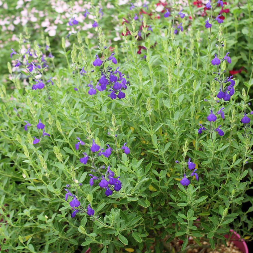 Salvia microphylla Blue Note - Salvia Rosa (Porte)