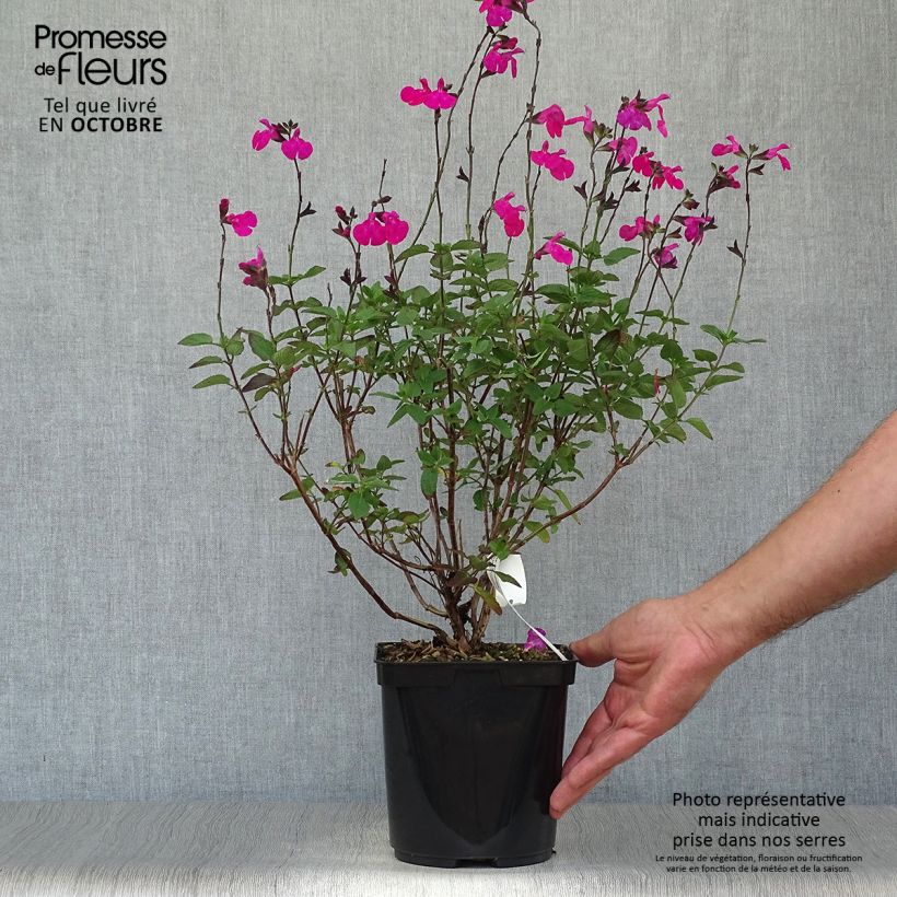 Ejemplar de Sauge arbustive Cerro Potosi - Salvia microphylla en pot de 2L/3L entregado en otoño